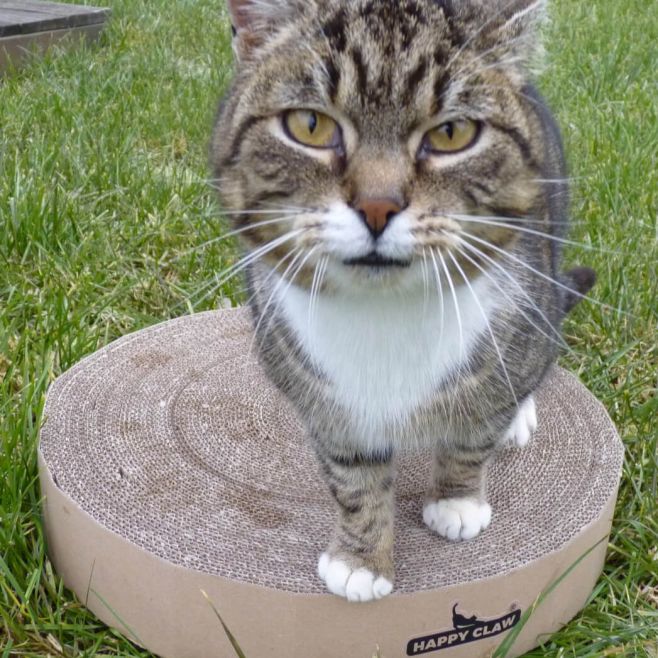 Přátelé, dnešní den je ve znamení focení! 📸✨ Naše malá modelka Nudle 🐾 je už připravená ukázat vám nový kousek – kruhové...